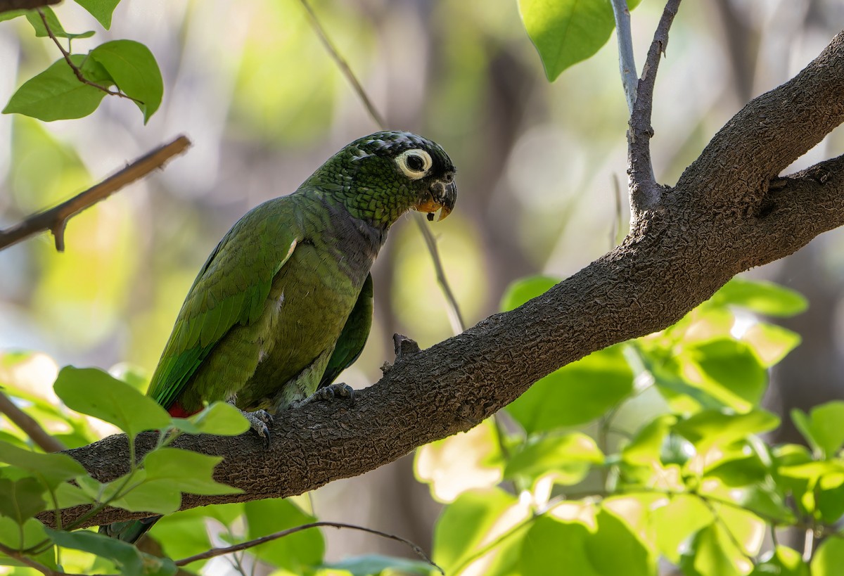 Scaly-headed Parrot - ML643345042