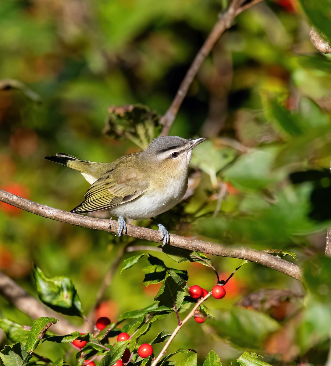 zelenáček červenooký - ML643345043
