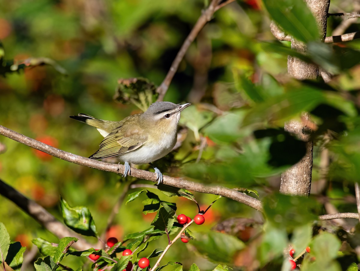 zelenáček červenooký - ML643345044
