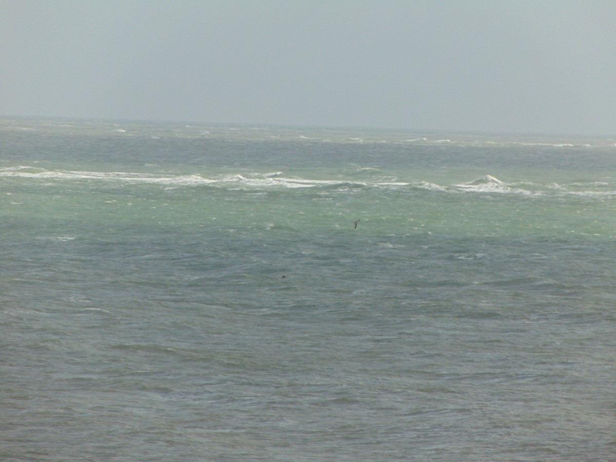 Black-legged Kittiwake - ML643345054