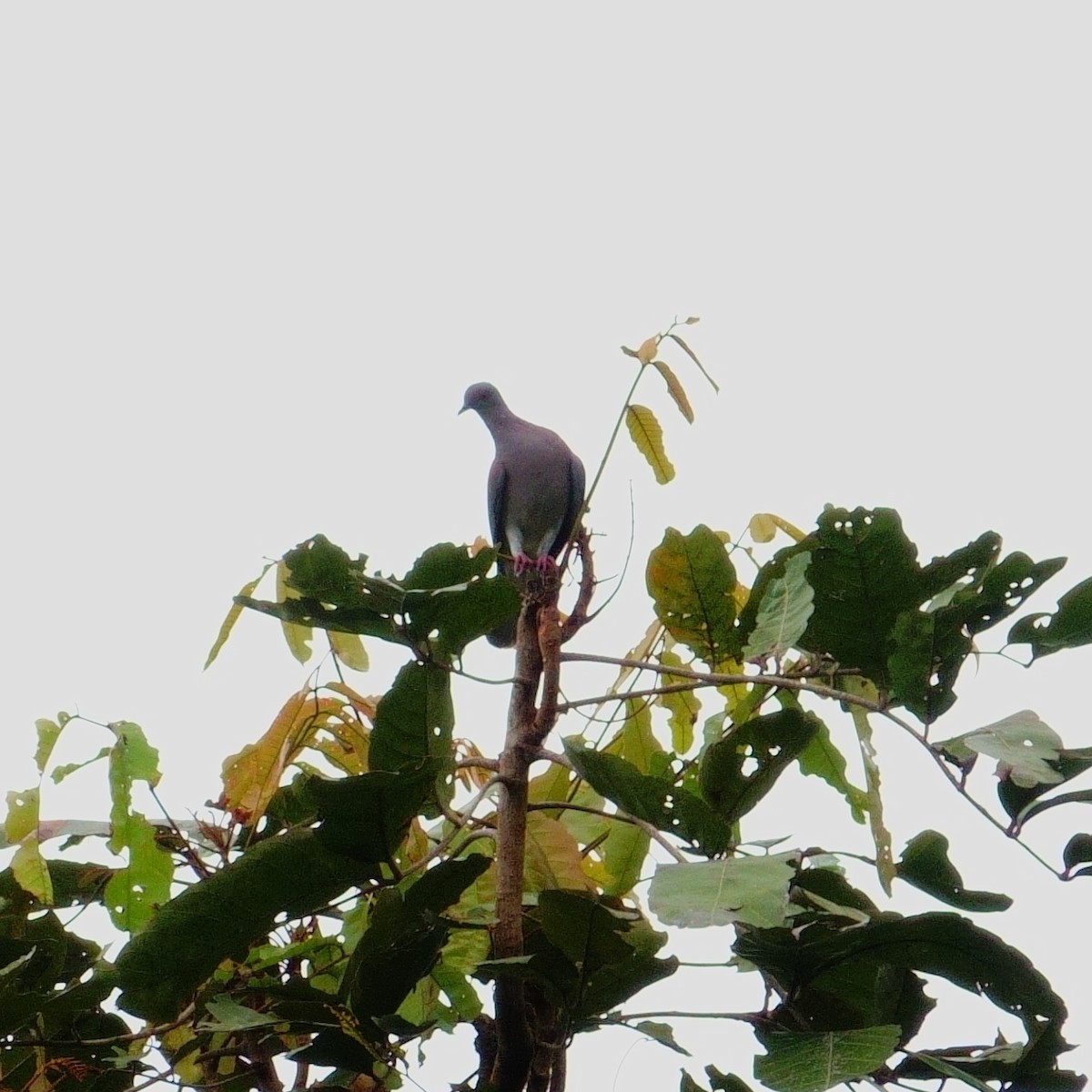 Pale-vented Pigeon - ML643345077
