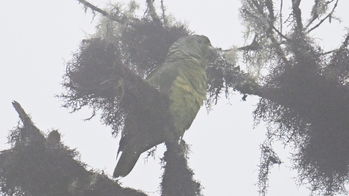 Scaly-naped Amazon - ML643345086