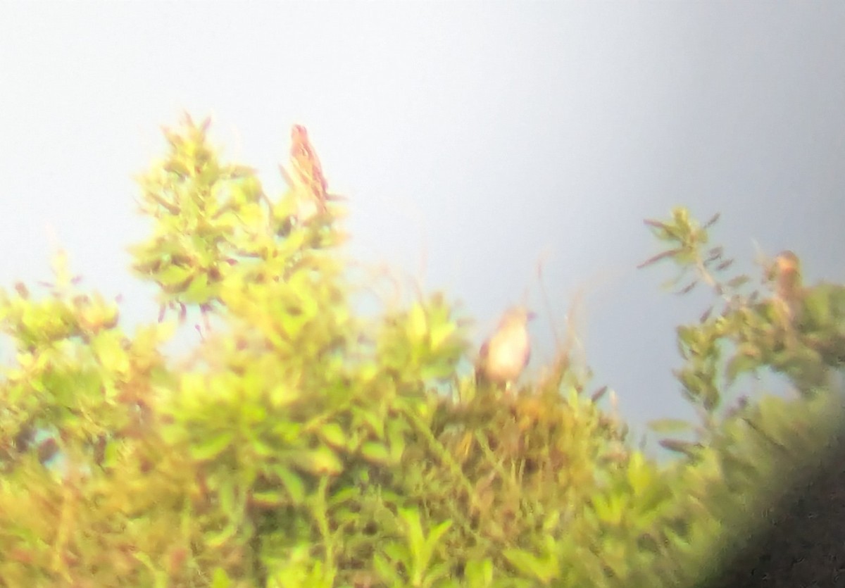 Bobolink - ML643345090