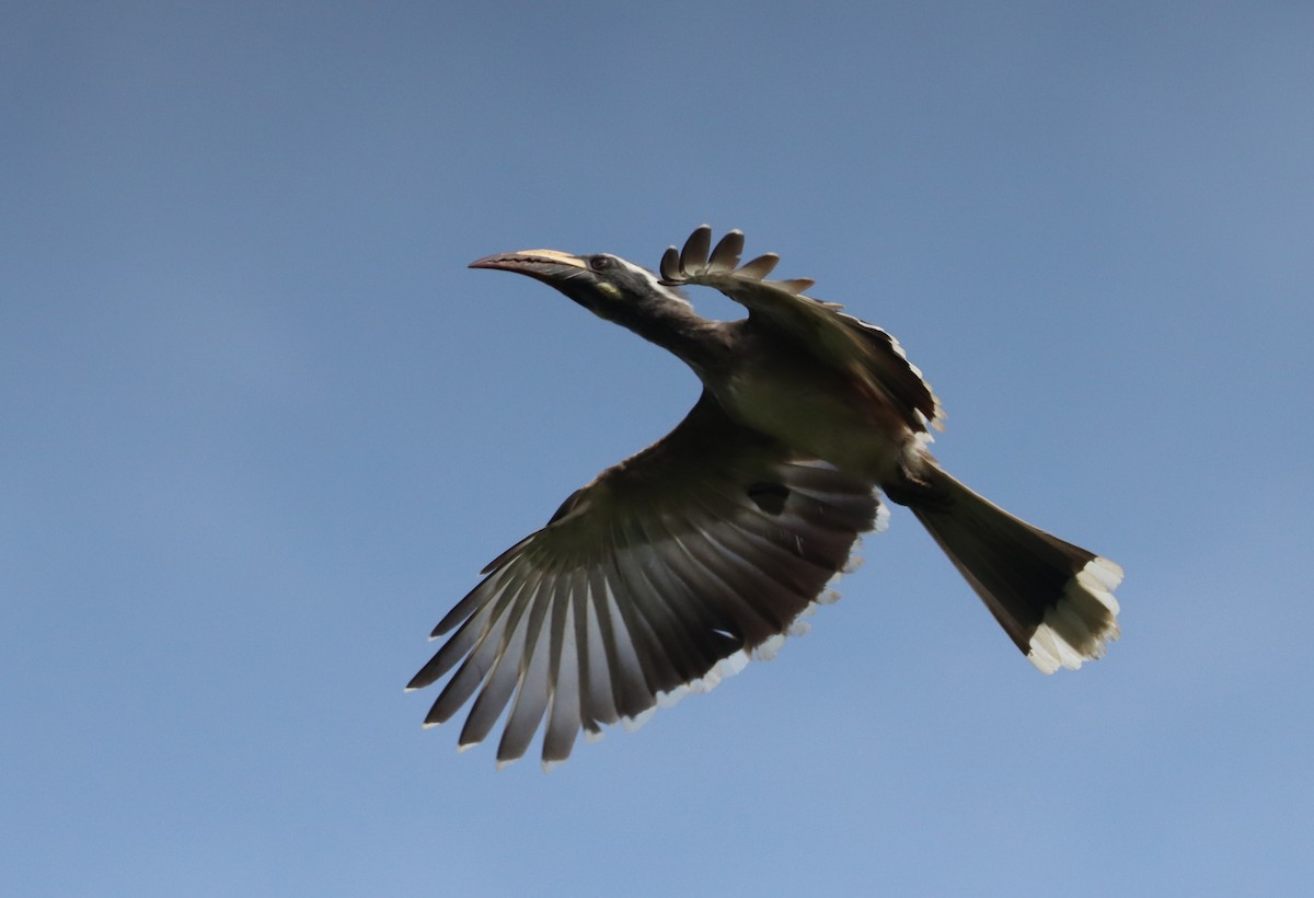 African Gray Hornbill - ML643345093