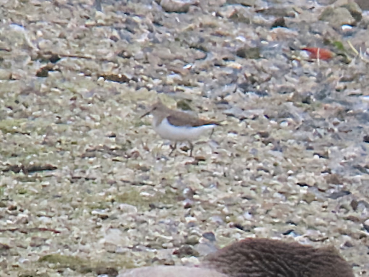 Correlimos de Temminck - ML643345095