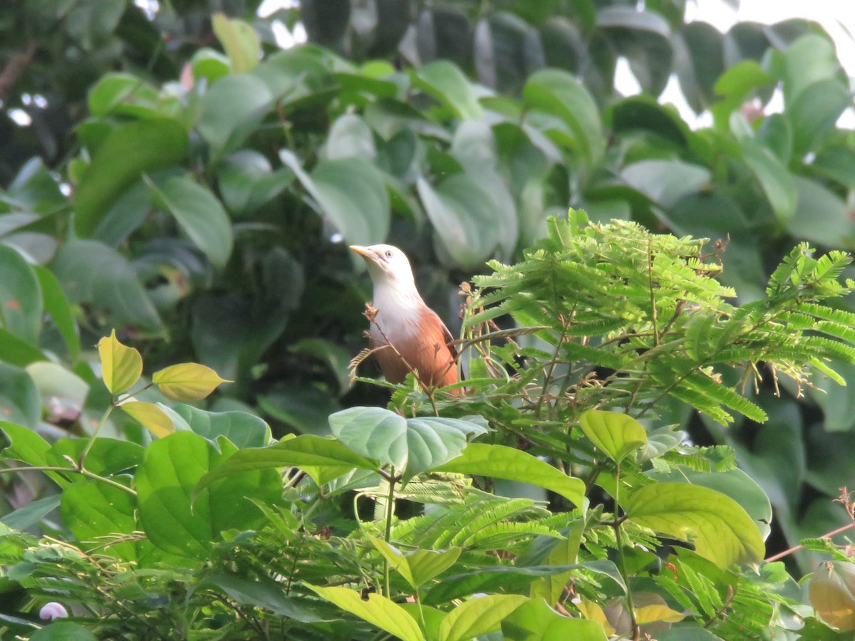 Malabar Starling - ML643345096