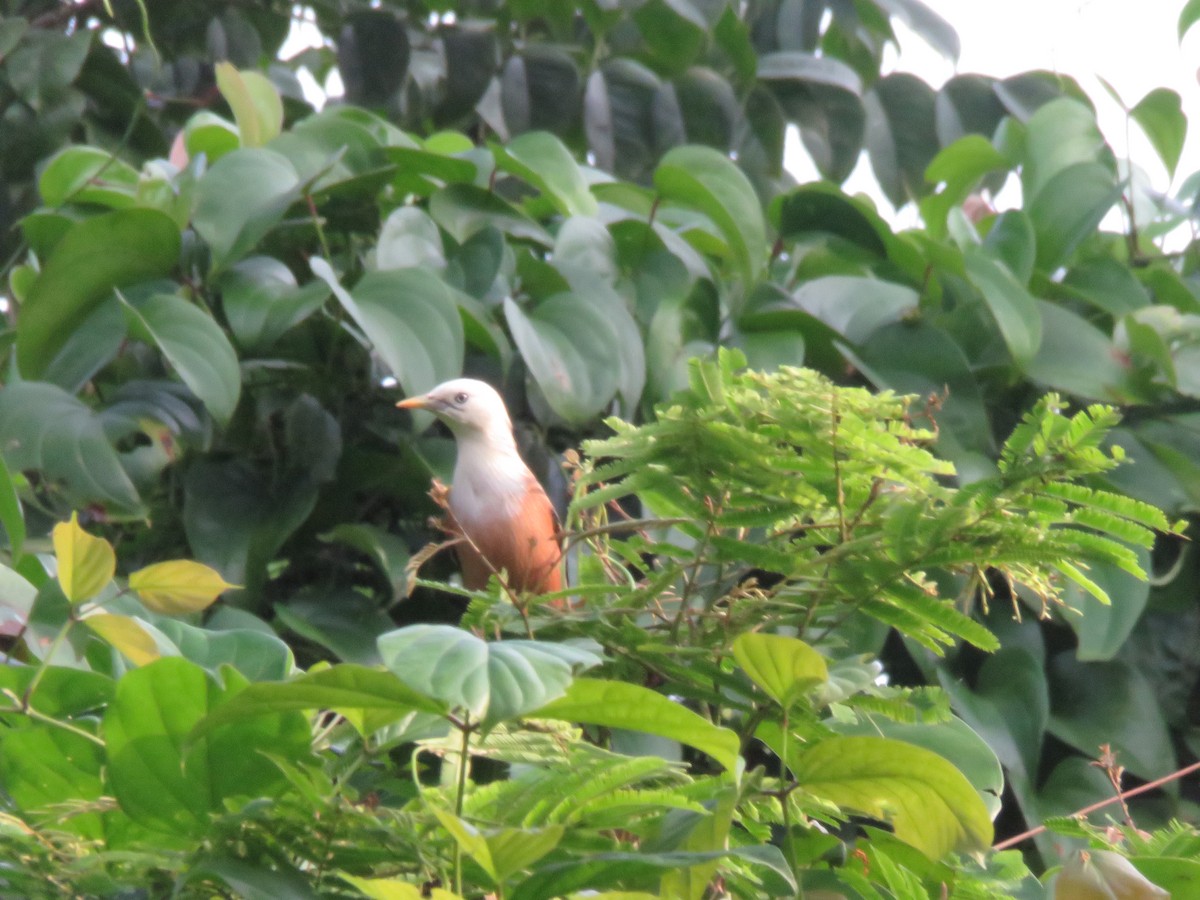 Malabar Starling - ML643345097