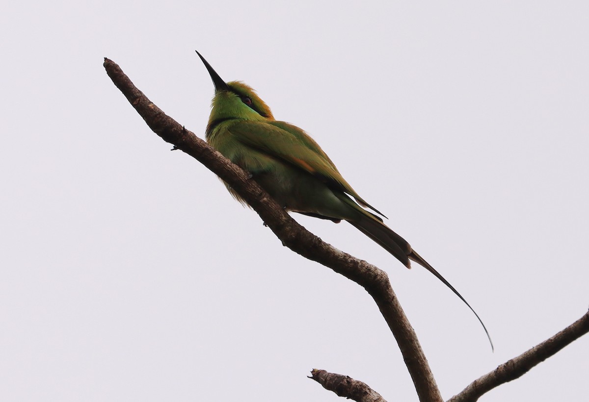 African Green Bee-eater - ML643345104