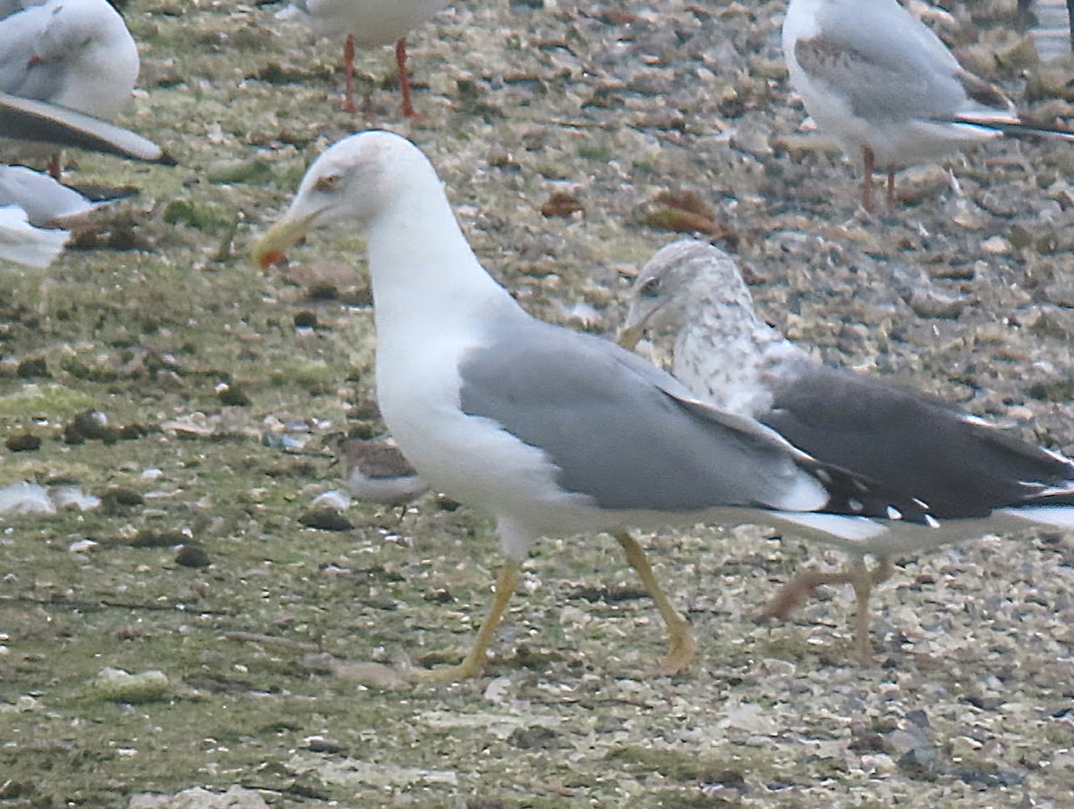 Yellow-legged Gull - ML643345106