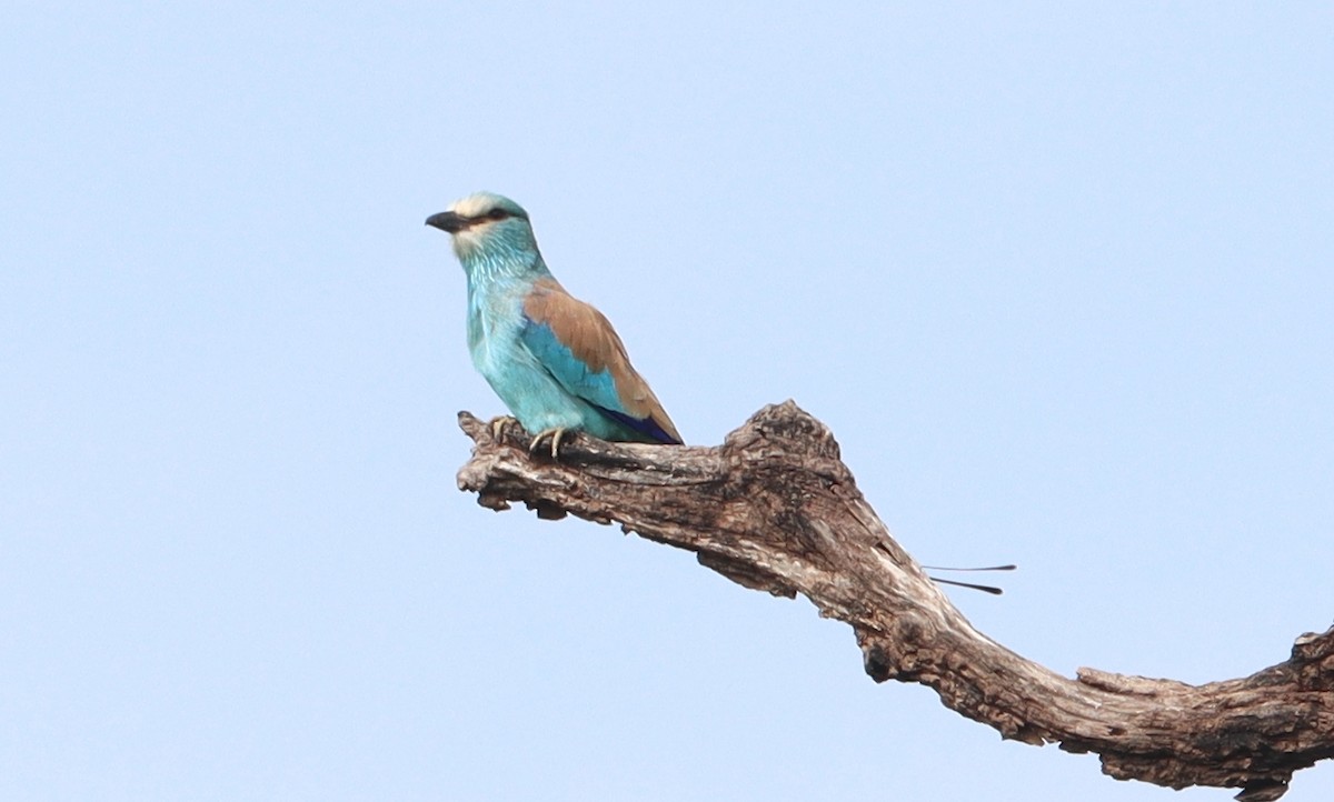 Abyssinian Roller - ML643345108