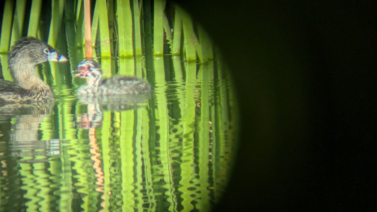 Pied-billed Grebe - ML643345110