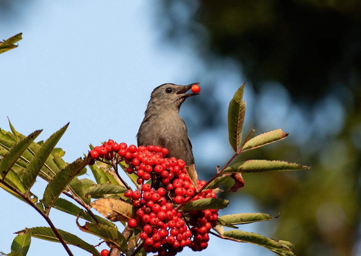 drozdec černohlavý - ML643345117