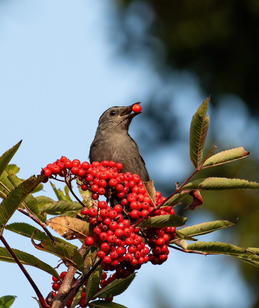 drozdec černohlavý - ML643345118
