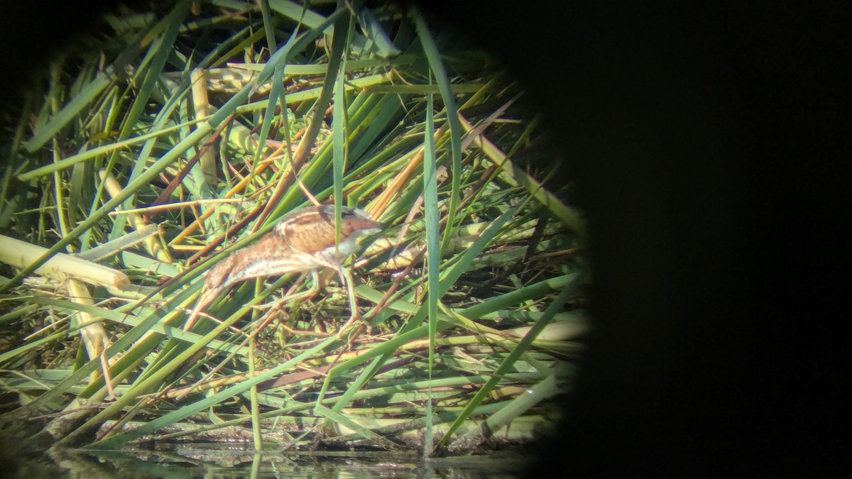Least Bittern - ML643345128