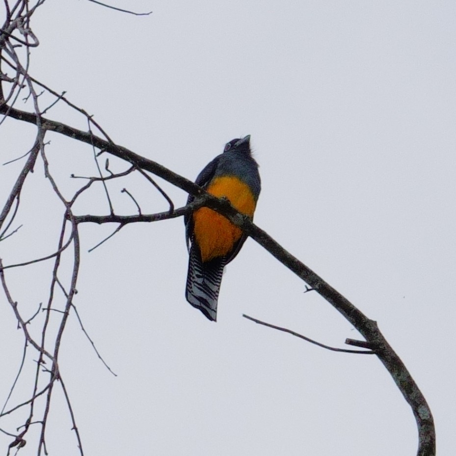 White-tailed Trogon - ML643345131