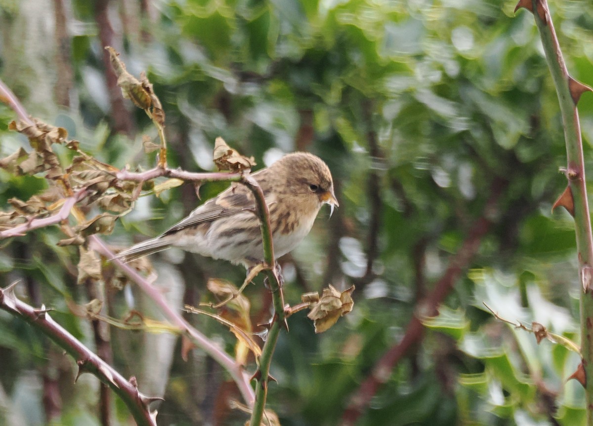 Redpoll (Lesser) - ML643345142