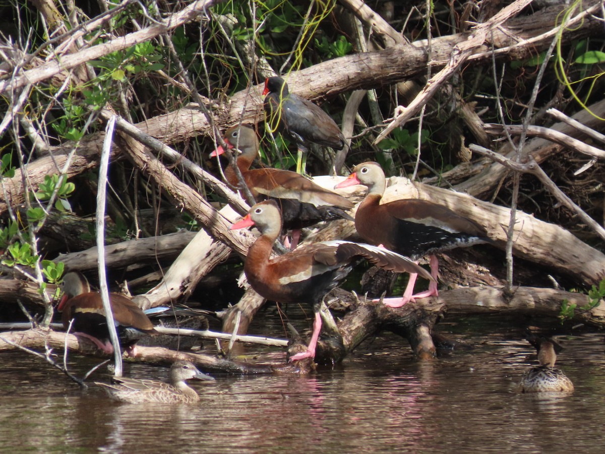 Black-bellied Whistling-Duck - ML643345155
