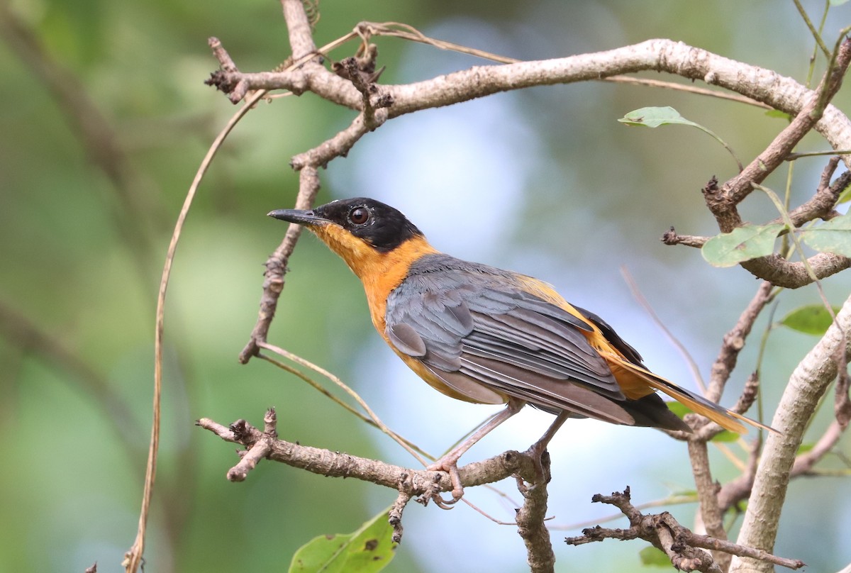 Snowy-crowned Robin-Chat - ML643345157
