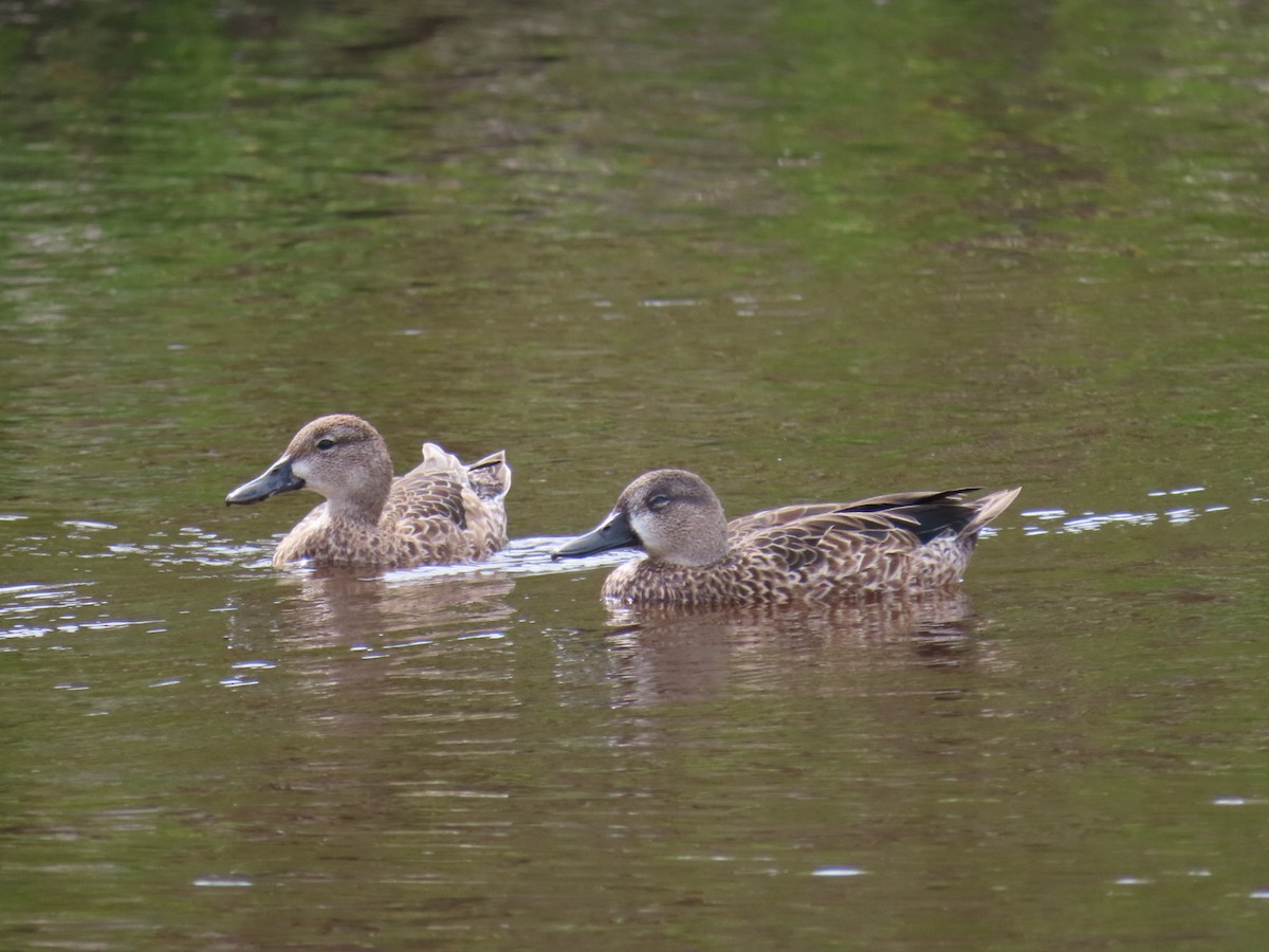 Blue-winged Teal - ML643345162