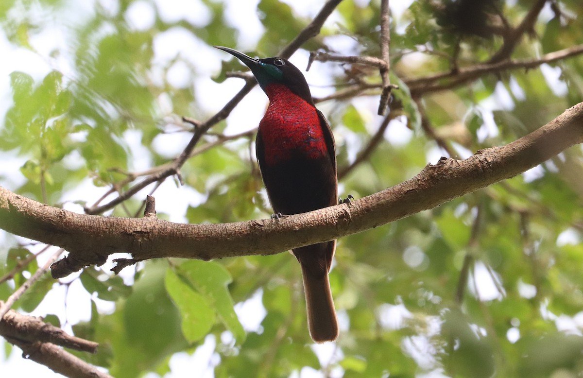 Scarlet-chested Sunbird - ML643345178