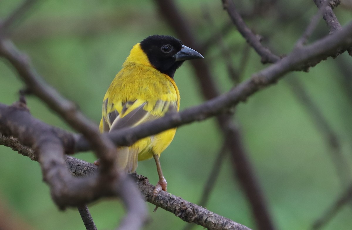 Black-headed Weaver - ML643345182