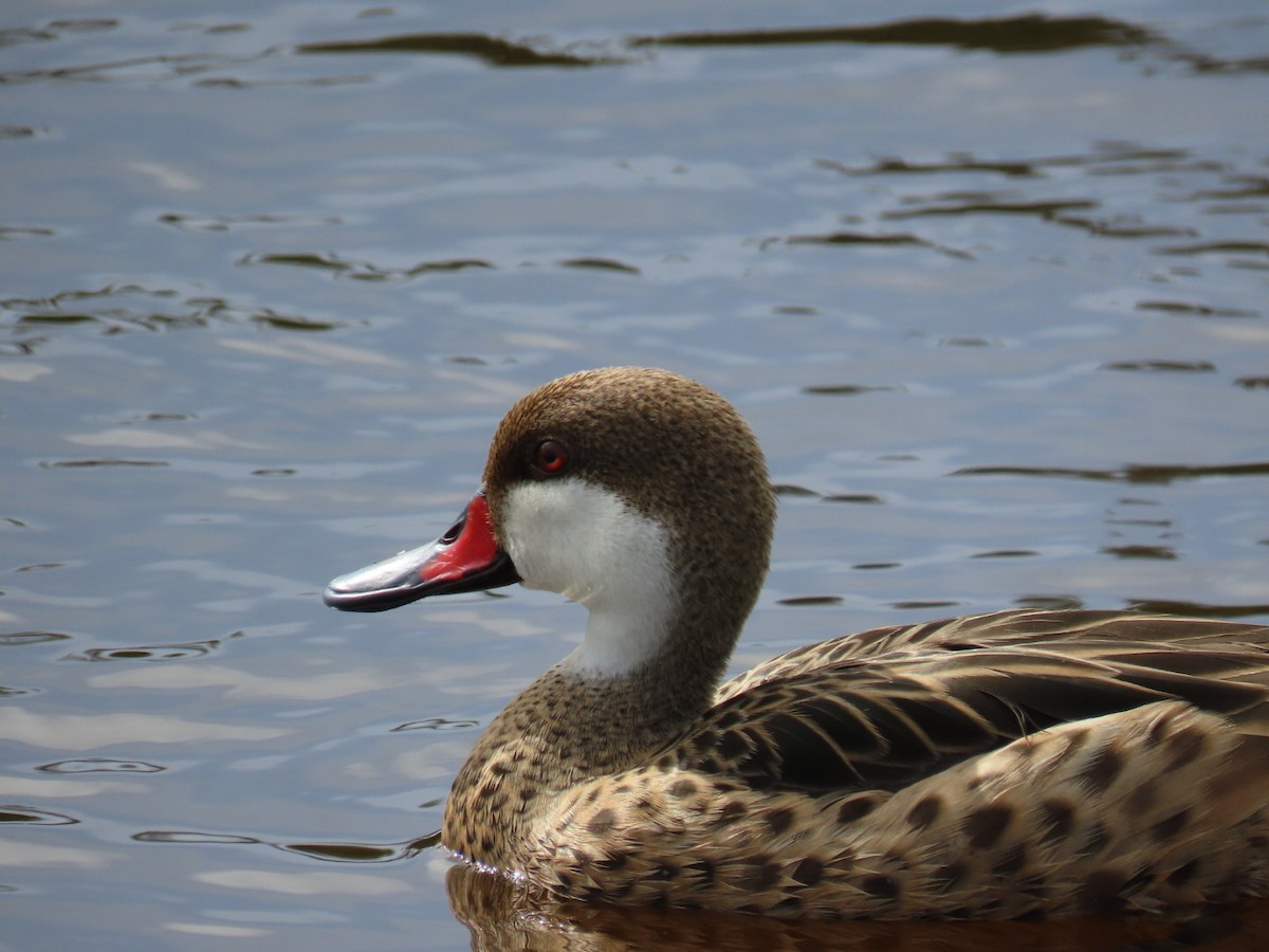 White-cheeked Pintail - ML643345184