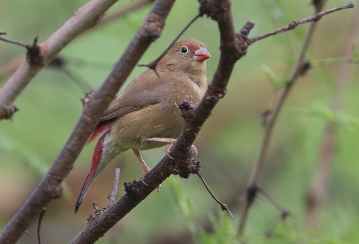 Red-billed Firefinch - ML643345185