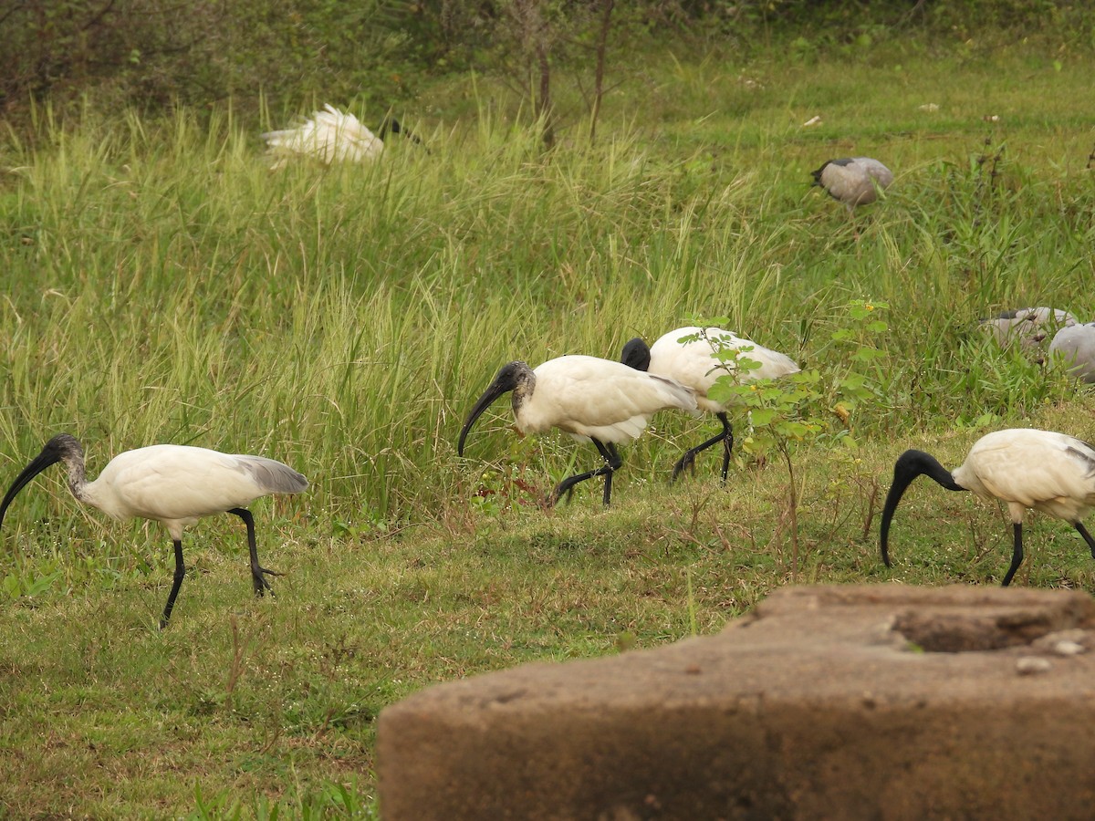 Black-headed Ibis - ML643345195