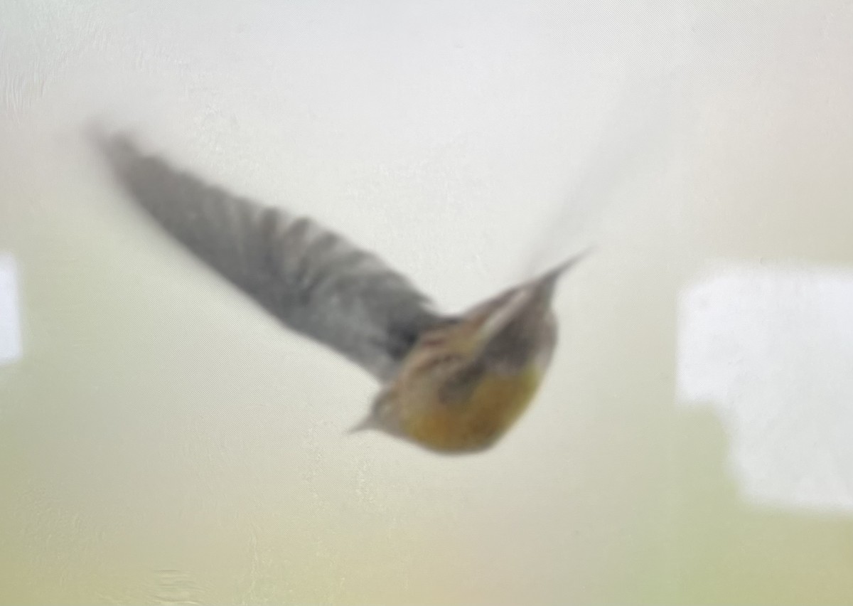 Eastern Meadowlark - ML643345215