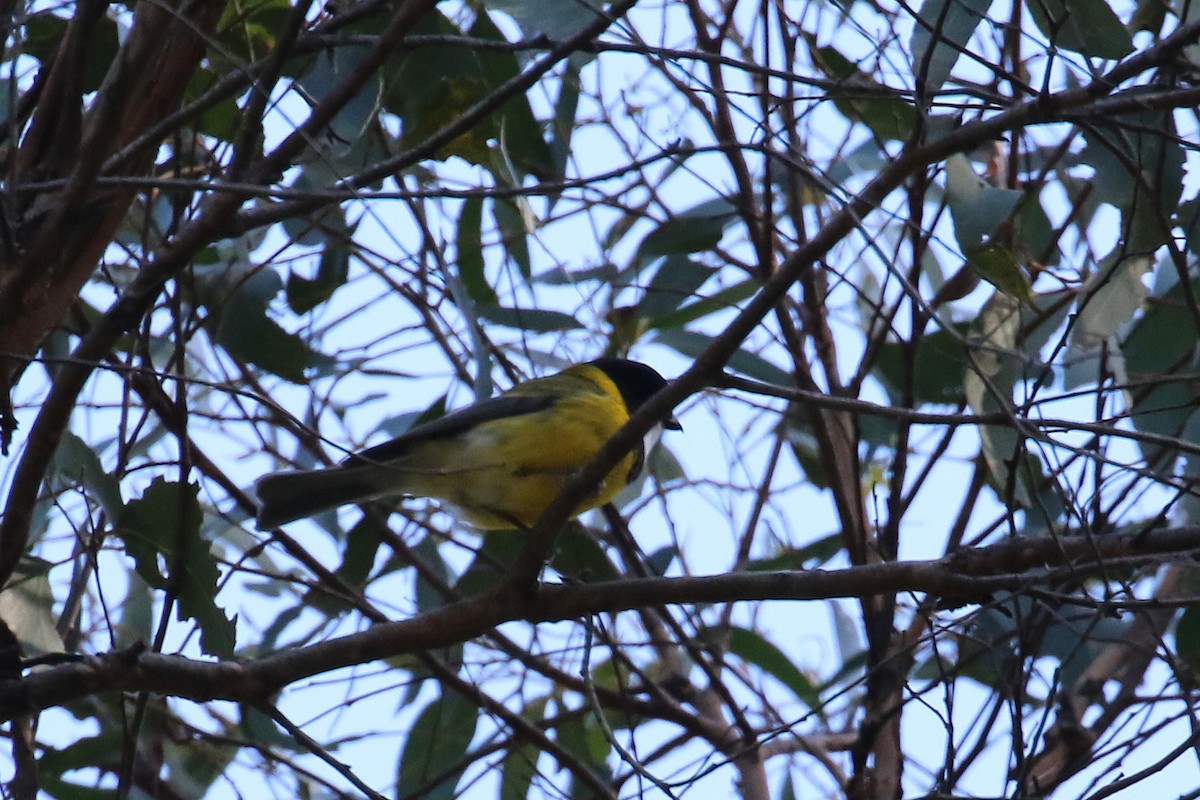 Golden Whistler (Eastern) - ML643345249