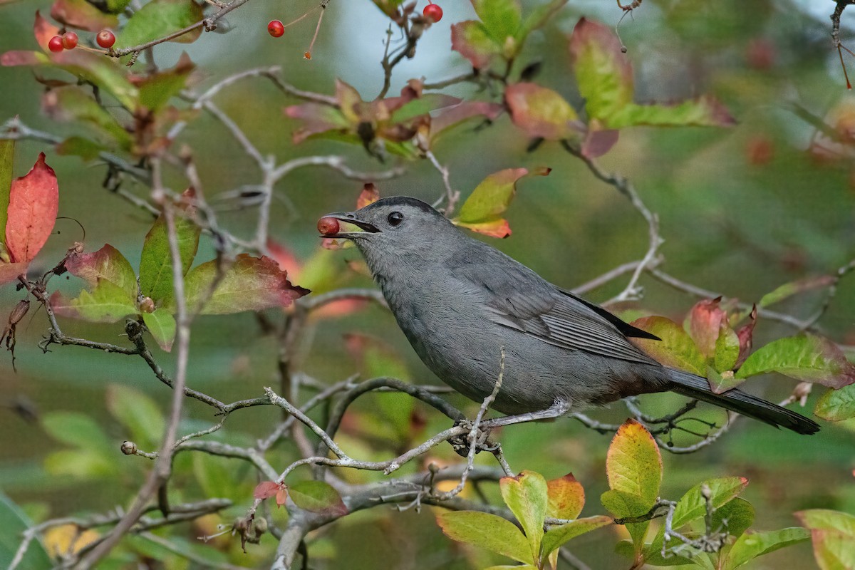 Gray Catbird - ML643345282