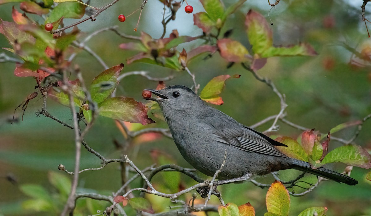 Gray Catbird - ML643345283