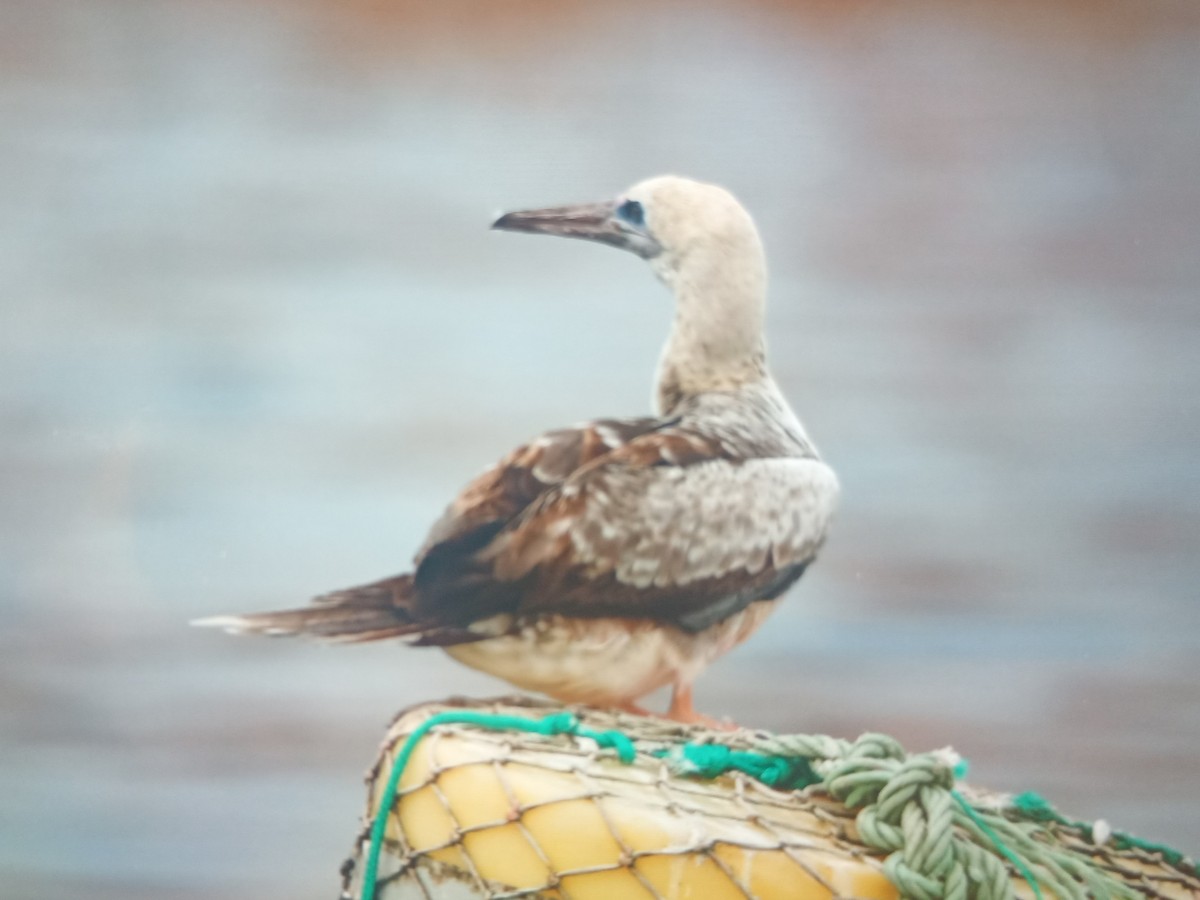 Red-footed Booby - ML643345296