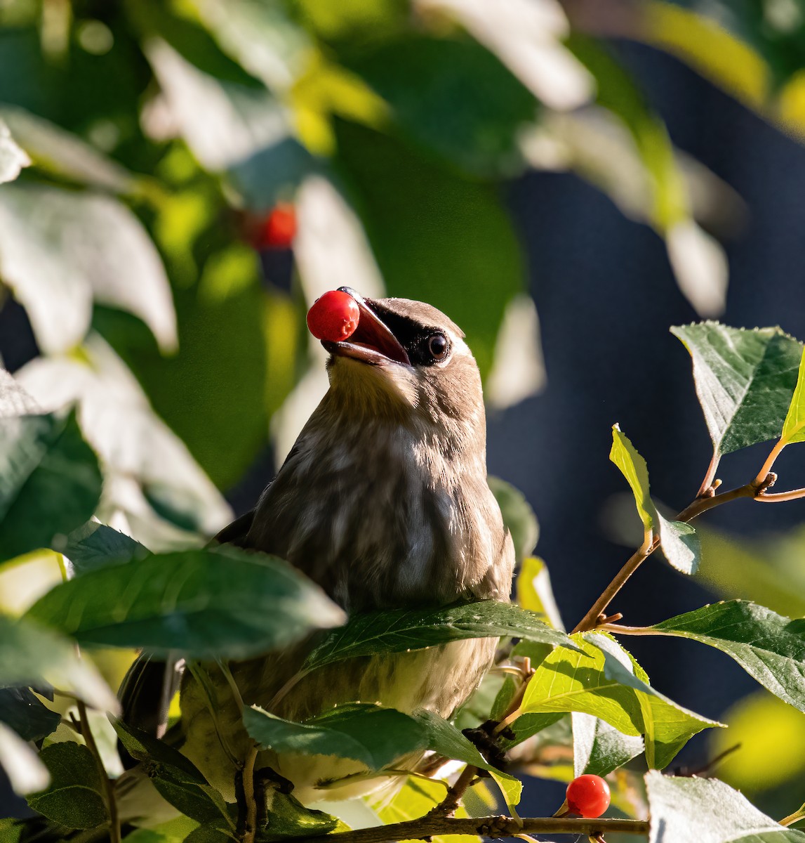 brkoslav americký - ML643345304