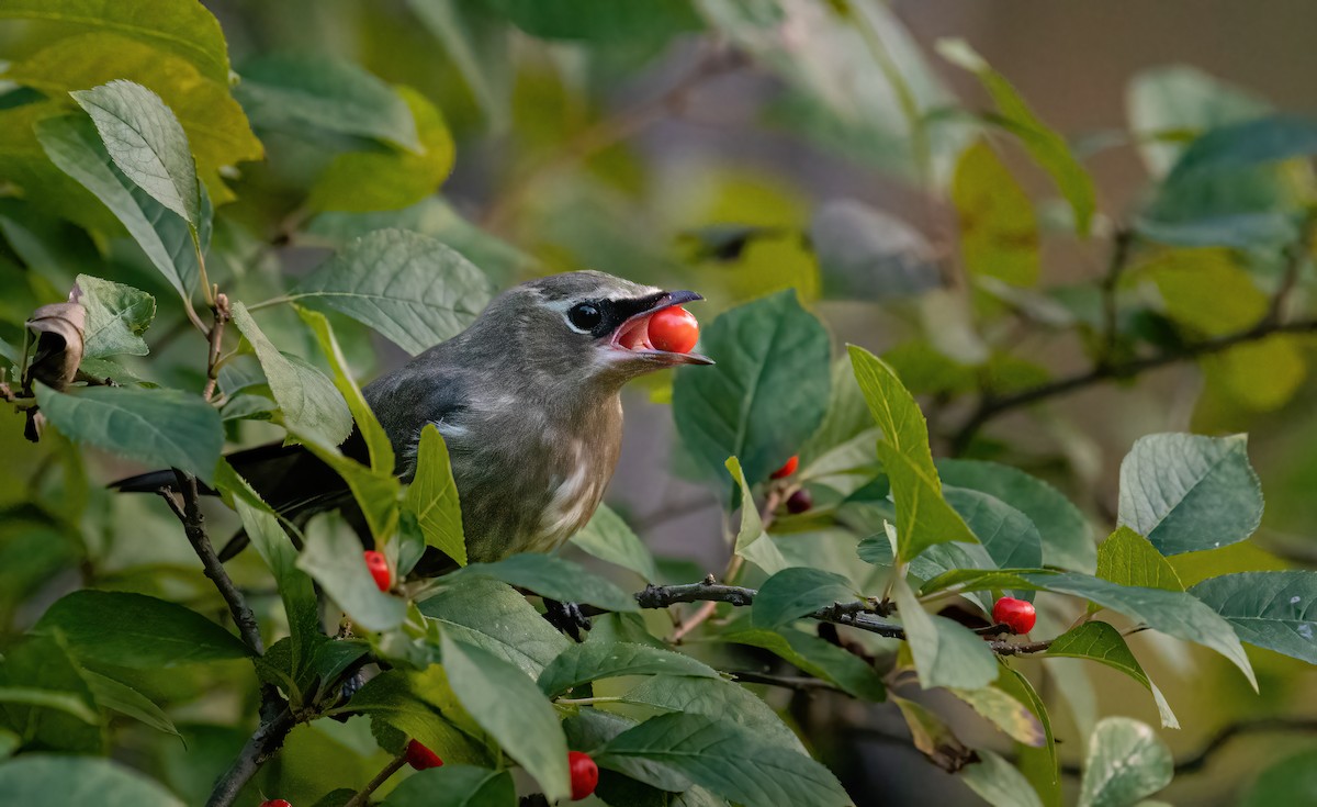 brkoslav americký - ML643345306