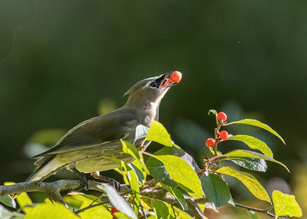 brkoslav americký - ML643345307