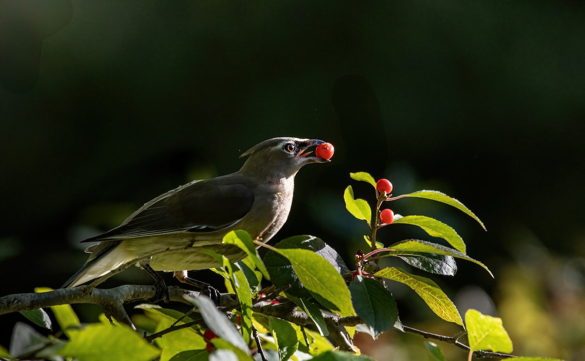 brkoslav americký - ML643345308