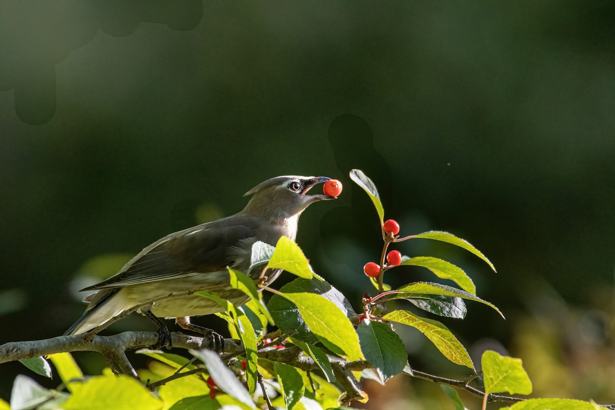 brkoslav americký - ML643345309