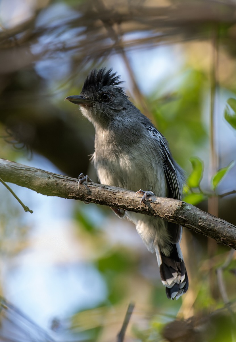 Bolivian Slaty-Antshrike - ML643345318