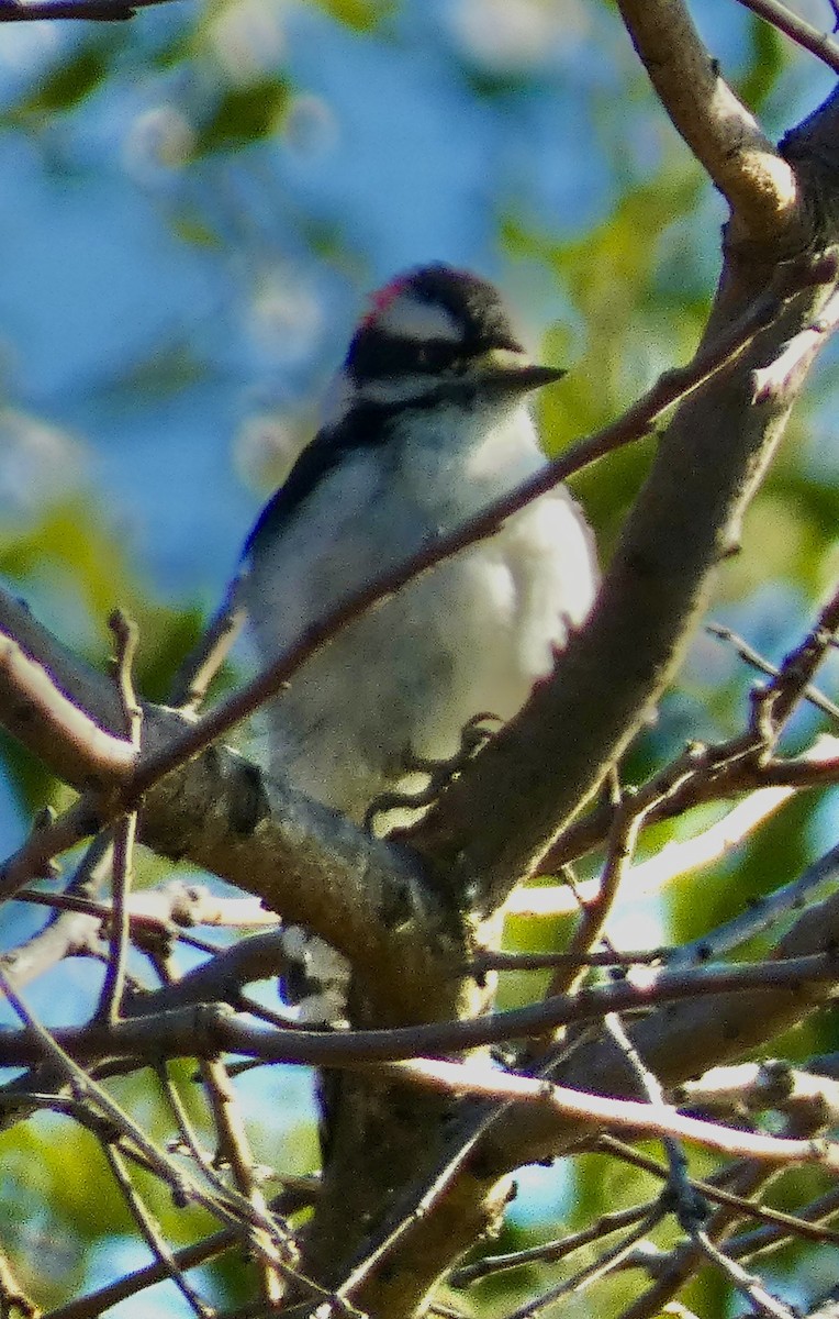 Downy Woodpecker - ML643345328