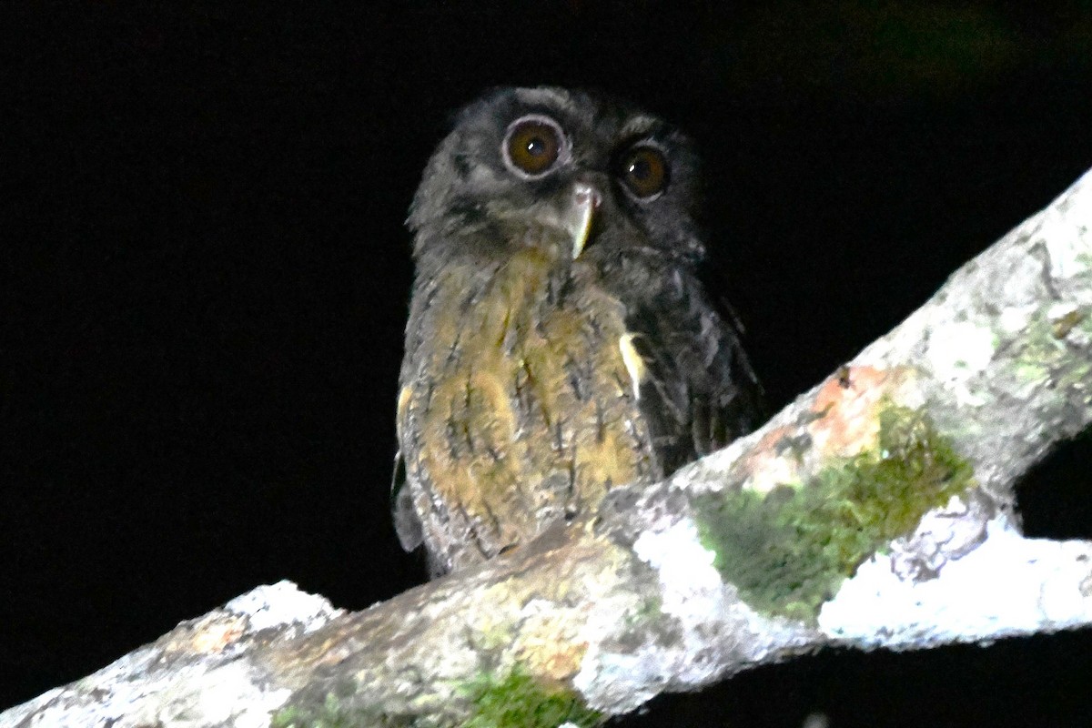 Tawny-bellied Screech-Owl (Northern) - ML643345330