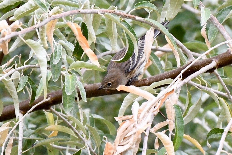 キヅタアメリカムシクイ（coronata） - ML643345359