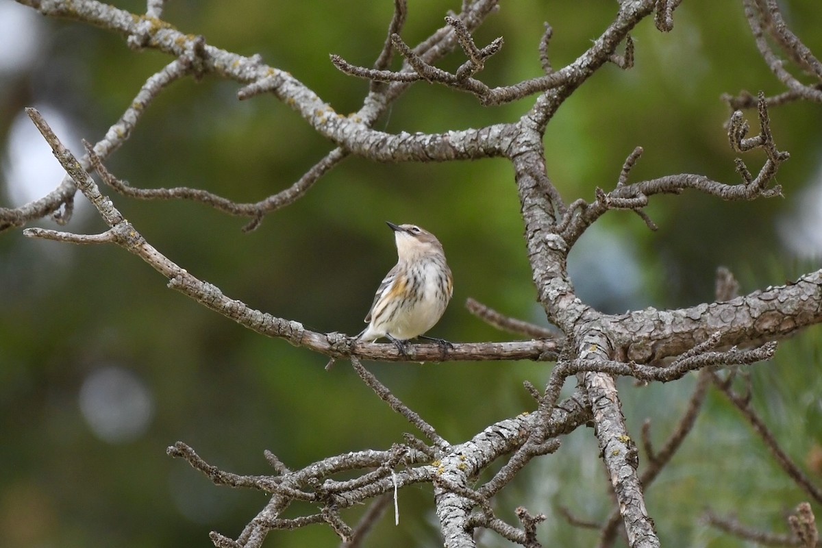 キヅタアメリカムシクイ（coronata） - ML643345360
