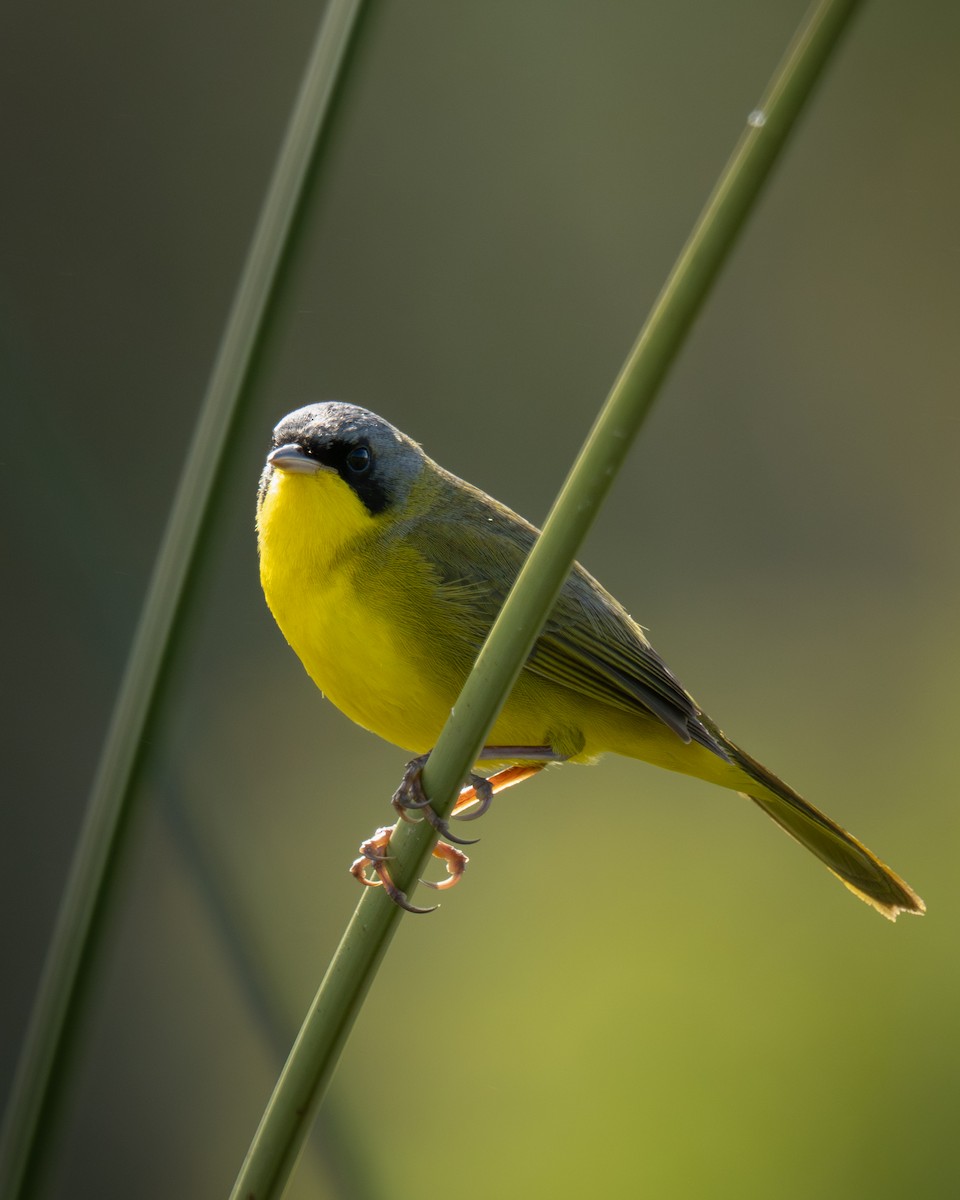 Southern Yellowthroat - ML643345364