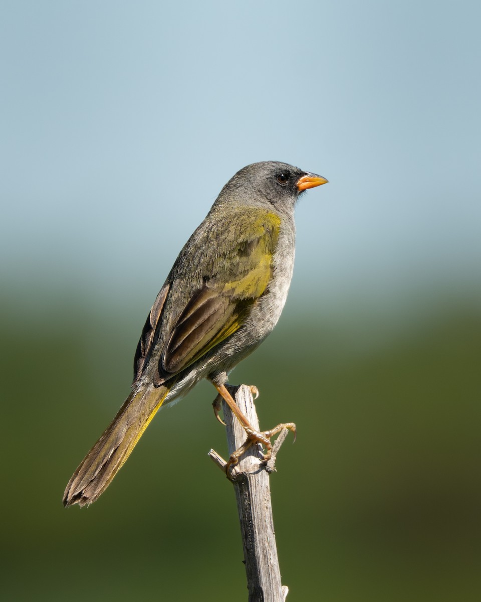 Great Pampa-Finch - ML643345376