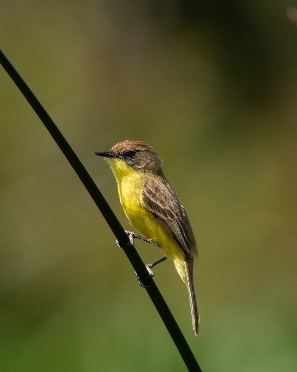 Warbling Doradito - ML643345387