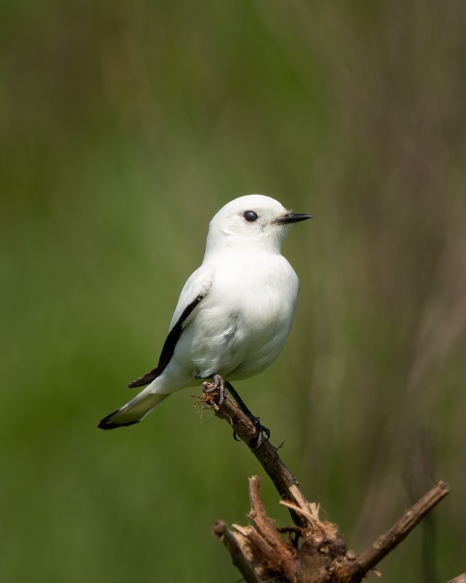 White Monjita - ML643345394