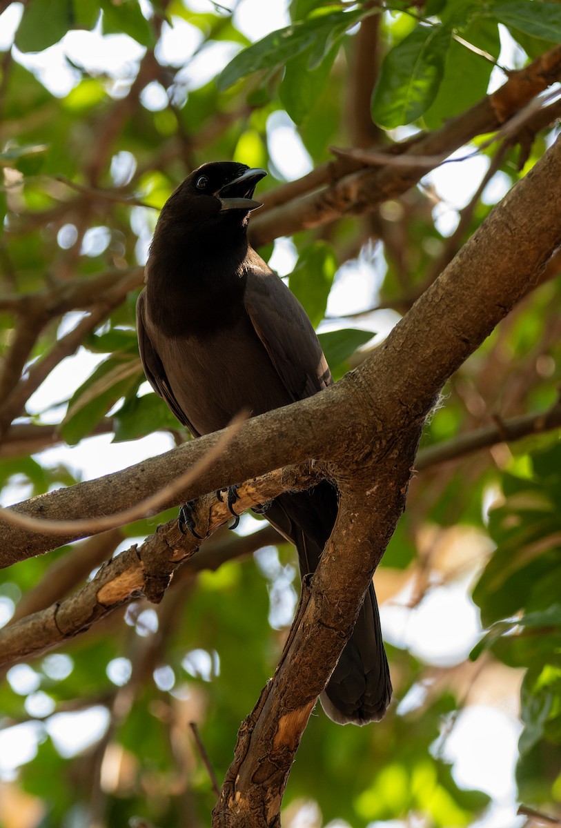 Purplish Jay - ML643345397