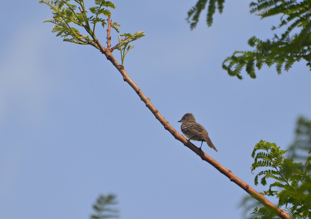 Small-billed Elaenia - ML643345398