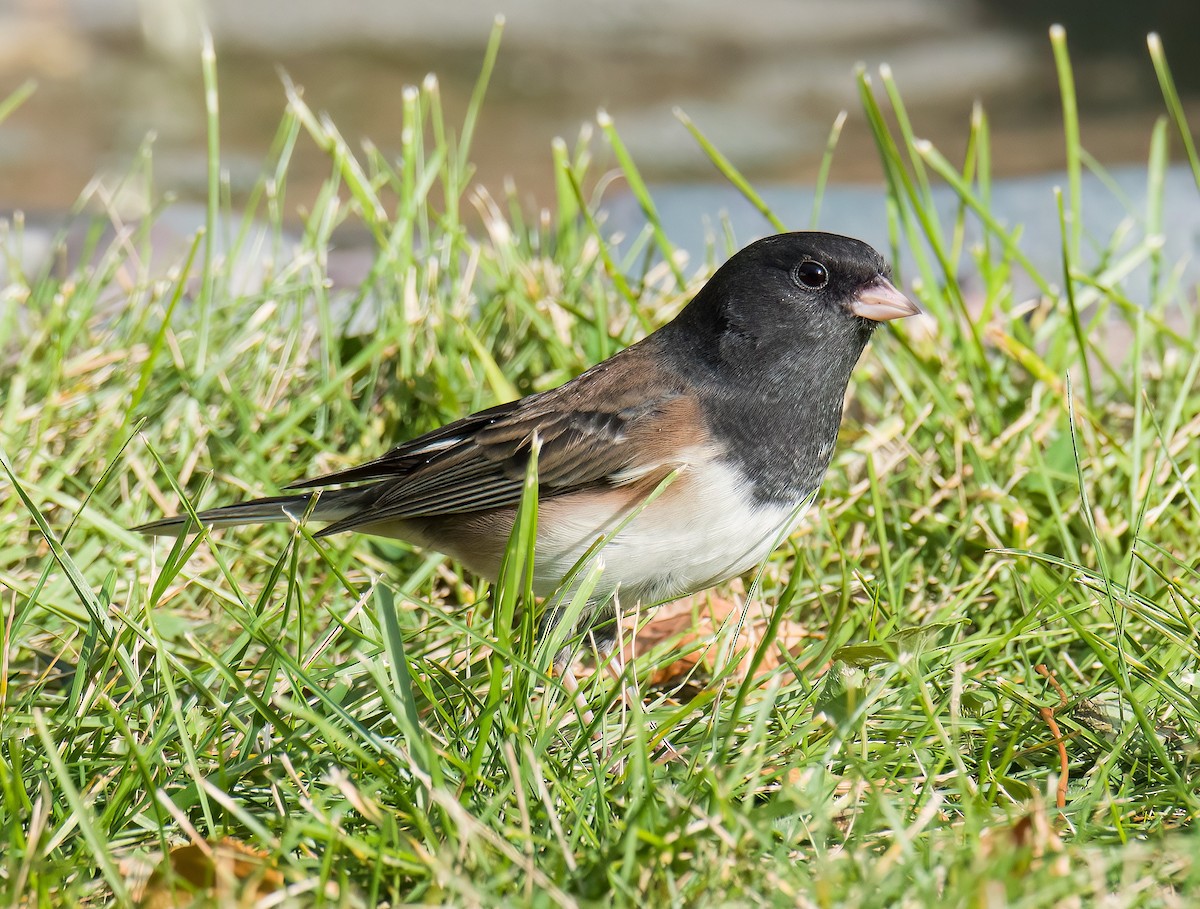 Dark-eyed Junco (Oregon) - ML643345399